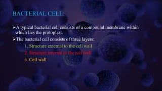 BACTERIAL CELL:
A typical bacterial cell consists of a compound membrane within
which lies the protoplast.
The bacterial cell consists of three layers:
1. Structure external to the cell wall
2. Structure internal to the cell wall
3. Cell wall
 
