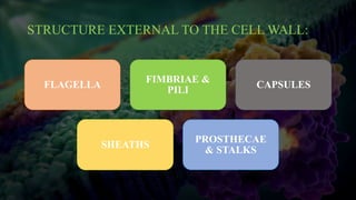 STRUCTURE EXTERNAL TO THE CELL WALL:
FLAGELLA
FIMBRIAE &
PILI
CAPSULES
SHEATHS
PROSTHECAE
& STALKS
 