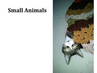 Small Animals
 