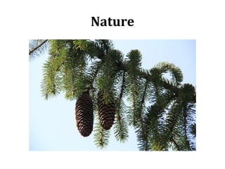 Nature
 