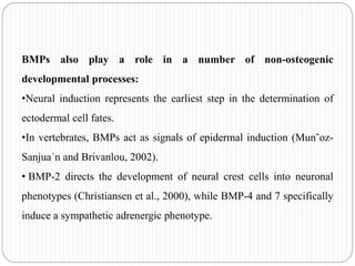 Bmp Development Bone morphogenic proteins | PPTX