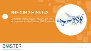 www.bosterbio.com
BMP-2 IN 3 MINUTES
Quick facts, control designs, Western Blot MW.
Info you can use to find the best BMP-2 antibody.
 