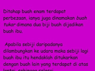 Buah Enam Ditahap buah enam terdapat perbezaan, ianya juga dinamakan  buah tukar  dimana dua biji buah dijadikan buah ibu.  Apabila sebiji daripadanya dilambungkan ke udara maka sebiji lagi buah ibu itu hendaklah ditukarkan dengan buah lain yang terdapat di atas lantai, sehingga selesai. 