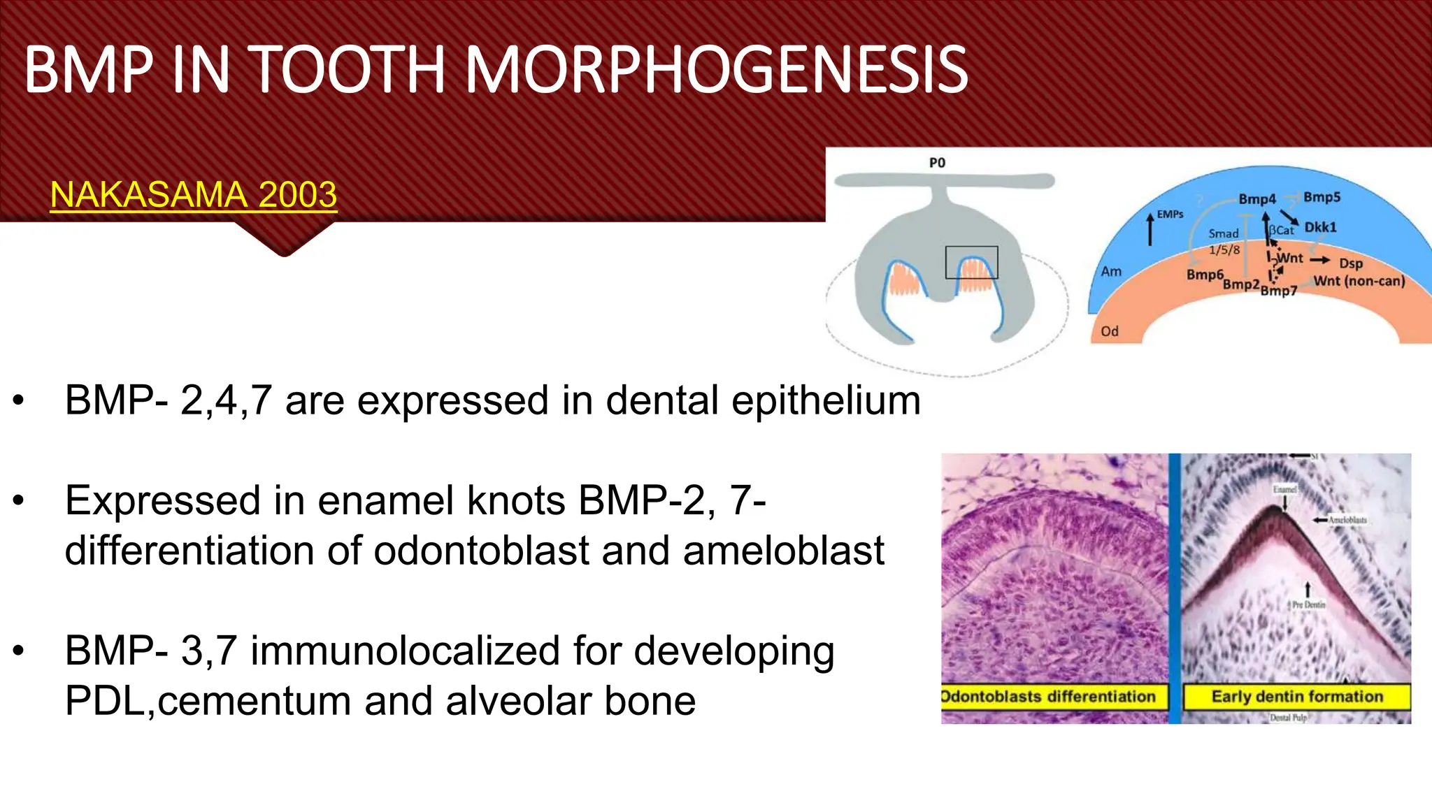 bone morphogenetic protein in periodontics | PPTX