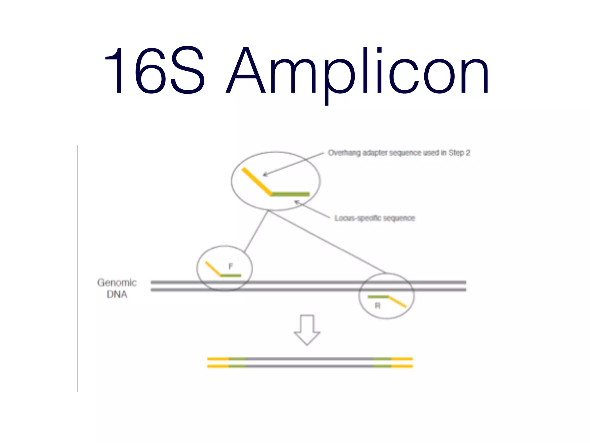 16S Amplicon
 
