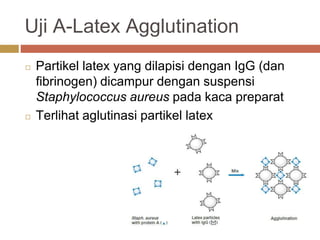 Uji A-Latex Agglutination
◻ Partikel latex yang dilapisi dengan IgG (dan
fibrinogen) dicampur dengan suspensi
Staphylococcus aureus pada kaca preparat
◻ Terlihat aglutinasi partikel latex
 