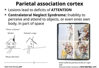 BMSC2118 09 Cerebral Cortex (KBC) (09brb ofheb yeye-10).ppt