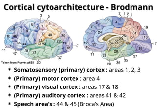 BMSC2118 09 Cerebral Cortex (KBC) (09brb ofheb yeye-10).ppt