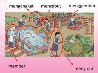 menyiram
menggemburmencabutmengangkat
memberi
 