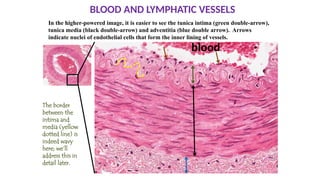 BMS systemic histology CVS.anatomy 2.1 vital | PPTX