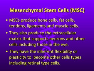 Mesenchymal Stem Cells (MSC) MSCs produce bone cells, fat cells, tendons, ligaments and muscle cells.  They also produce the extracellular matrix that supports neurons and other cells including those in the eye. They have the inherent flexibility or plasticity to  become other cells types including retinal type cells. 