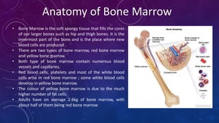 • Bone Marrow is the soft spongy tissue that fills the cores
of our larger bones such as hip and thigh bones. It is the
innermost part of the bone and is the place where new
blood cells are produced .
• There are two types of bone marrow, red bone marrow
and yellow bone marrow.
• Both type of bone marrow contain numerous blood
vessels and capillaries.
• Red blood cells, platelets and most of the white blood
cells arise in red bone marrow ; some white blood cells
develop in yellow bone marrow.
• The colour of yellow bone marrow is due to the much
higher number of fat cells.
• Adults have on average 2.6kg of bone marrow, with
about half of them being red bone marrow
Anatomy of Bone Marrow
 