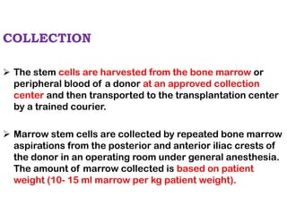 COLLECTION
➢ The stem cells are harvested from the bone marrow or
peripheral blood of a donor at an approved collection
center and then transported to the transplantation center
by a trained courier.
➢ Marrow stem cells are collected by repeated bone marrow
aspirations from the posterior and anterior iliac crests of
the donor in an operating room under general anesthesia.
The amount of marrow collected is based on patient
weight (10- 15 ml marrow per kg patient weight).
 