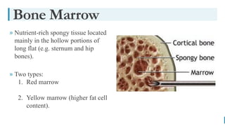 BEST FOR You
O R G A N I C S C O M P A N Y
» Nutrient-rich spongy tissue located
mainly in the hollow portions of
long flat (e.g. sternum and hip
bones).
» Two types:
1. Red marrow
2. Yellow marrow (higher fat cell
content).
Bone Marrow
 