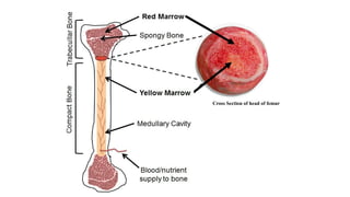 Cross Section of head of femur
 