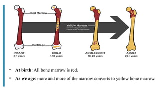 • At birth: All bone marrow is red.
• As we age: more and more of the marrow converts to yellow bone marrow.
 