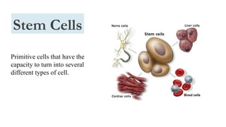 Primitive cells that have the
capacity to turn into several
different types of cell.
Stem Cells
 