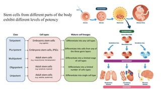 Stem cells from different parts of the body
exhibit different levels of potency
 
