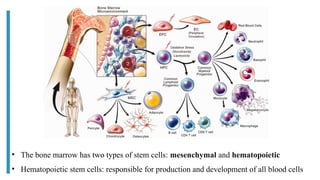 • The bone marrow has two types of stem cells: mesenchymal and hematopoietic
• Hematopoietic stem cells: responsible for production and development of all blood cells
 
