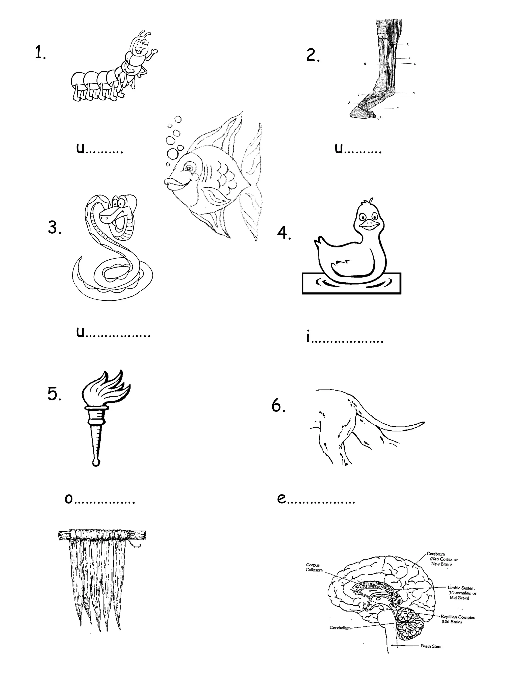 u………. 1. 2. u………. 3. u…………….. 4. i………………. 5. 6. o……………. e……………… 