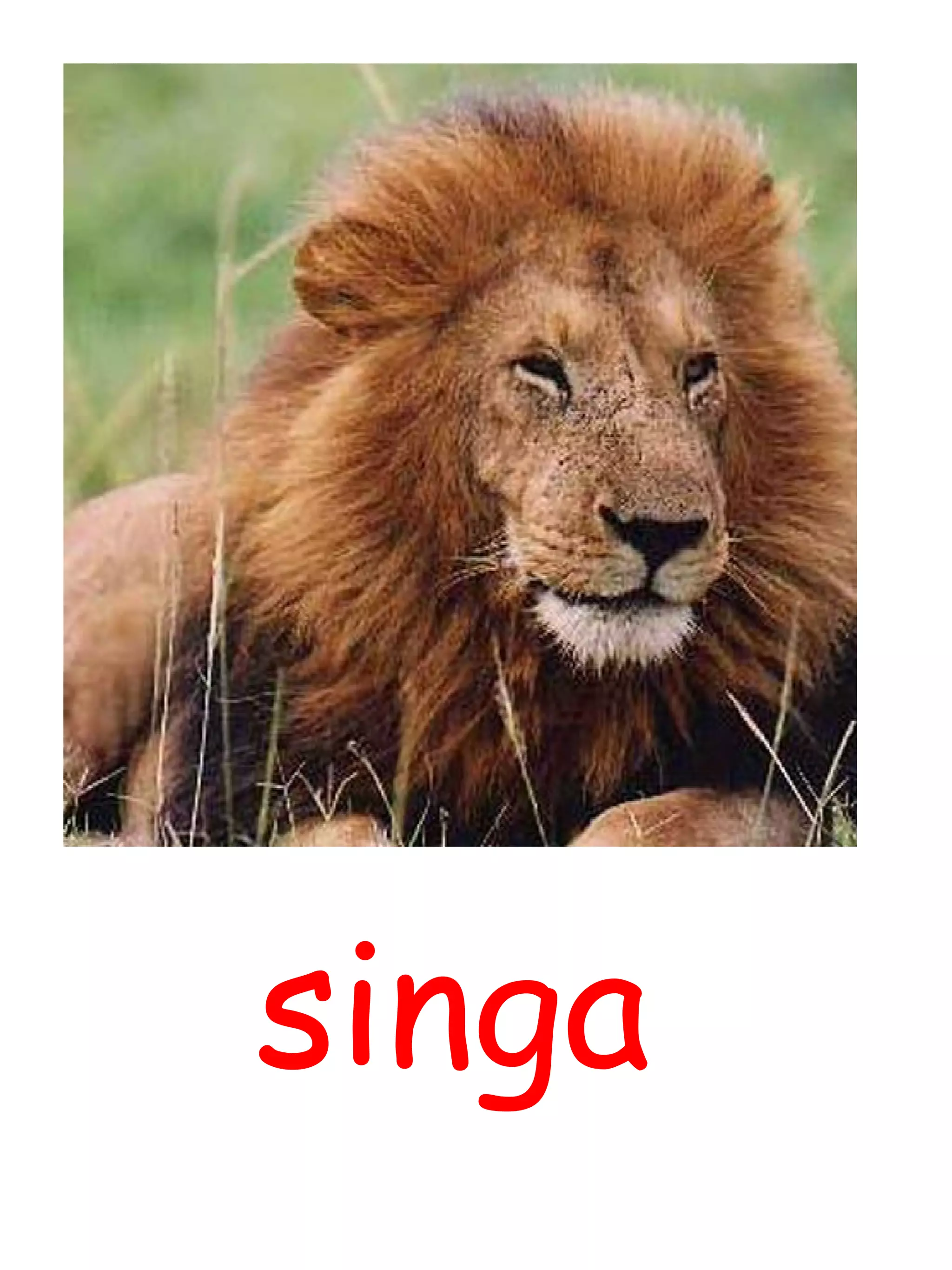 singa 