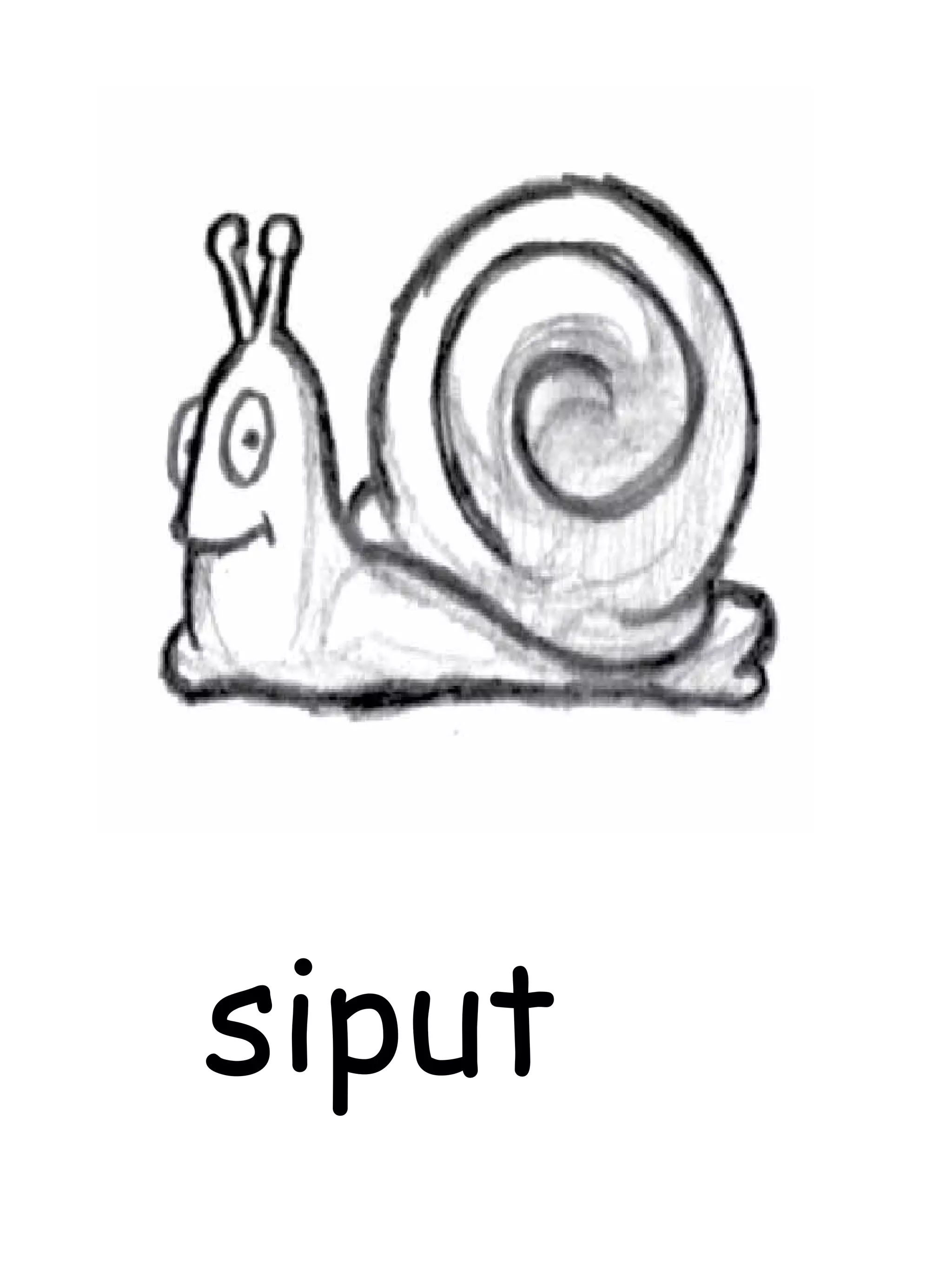 siput
 