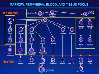 MARROW, PERIPHERAL BLOOD, AND TISSUE POOLS

MARROW




BLOOD
 