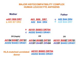 MAJOR HISTOCOMPATIBILITY COMPLEX
                 HUMAN LEUCOCYTE ANTIGENS


    Mother                                     Father

 aA01 B08 DR7          A01 B08 DR7        c A02 B44 DR4
 b A03 B7 DR2          A02 B44 DR4        d A29 B44 DR7


                   a A0101 B0803 DR704
                   c A0202 B4403 DR401
     3/6 (haplo)            0/6                  3/6

A0104 B0807 DR701    A0104 B0802 DR701    A0101 B0807 DR701
A0202 B4403 DR401    A0201 B4401 DR404    A0201 B4403 DR401


HLA-matched unrelated A0101 B0803 DR704
       donor          A0202 B4403 DR401
 