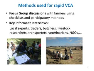 Sheep and Goat Value Chain Development in Ethiopia