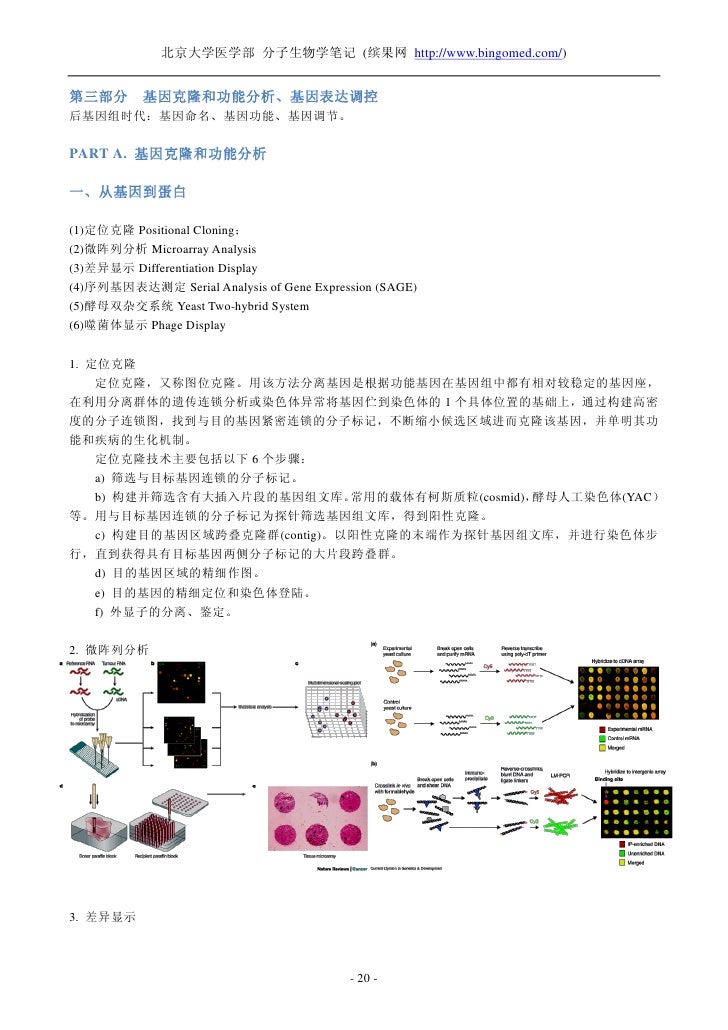 北京大学医学部分子生物学学习笔记 北京大学医学部分子生物学学习笔记