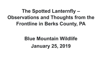 The Spotted Lanternfly –
Observations and Thoughts from the
Frontline in Berks County, PA
Blue Mountain Wildlife
January 25, 2019
 
