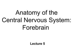 Anatomy of the Central Nervous System: Forebrain  Lecture 5 