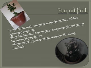 ԿալանխոեԿալանխոեն ունի  տարբեր  տեսակներ,մենք ունենք դրանցից երկուսը,    մեկը  համարվում է դեղաբույս և օգտագործվում բուժիչ  նպատակներով,մյուսը      դեկորատիվ է, շատ գեղեցիկ տարվա մեծ մասը ծաղկած: