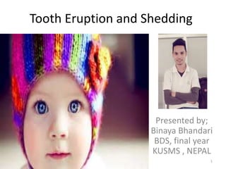 Tooth Eruption and Shedding
Presented by;
Binaya Bhandari
BDS, final year
KUSMS , NEPAL
1
 