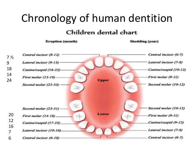 chart 1 food baby stage and Tooth package complete eruption   shedding