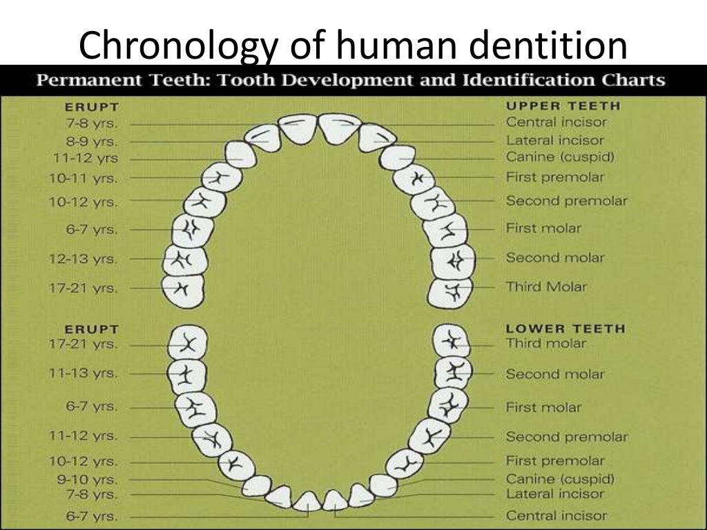 Tooth eruption and shedding complete package