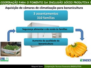 Mayumi Sone Cooperação Técnico-Financeira BNDES/ITERJ
Aquisição de câmaras de climatização para bananicultura
3 assentamentos
310 famílias
COOPERAÇÃO PARA O FOMENTO DA INCLUSÃO SÓCIO PRODUTIVA D
ASSENTAMENTOS
Segurança alimentar e de renda às famílias
Aumento da qualidade da
bananicultura
 
