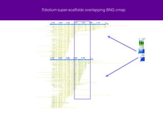 Tribolium super-scaffolds overlapping BNG cmap 
ChLG 9 super! 
scaffold 
BNG consensus 
maps 
ChLG 9! 
scaffolds 
128 130 131 133 134 132 BNG consensus 
maps 
 