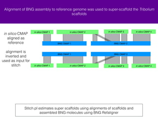 Alignment of BNG assembly to reference genome was used to super-scaffold the Tribolium 
scaffolds 
+ in silico CMAP 1 + in silico CMAP 4 
BNG CMAP 1 BNG CMAP 2 
+ in silico CMAP 1 + in silico CMAP 4 
Stitch.pl estimates super scaffolds using alignments of scaffolds and 
assembled BNG molecules using BNG Refaligner 
in silico CMAP 
aligned as 
reference 
alignment is 
inverted and 
used as input for 
stitch 
+ in silico CMAP 2 - in silico CMAP 3 
BNG CMAP 1 BNG CMAP 2 
+ in silico CMAP 2 - in silico CMAP 3 
 