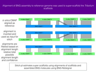 Alignment of BNG assembly to reference genome was used to super-scaffold the Tribolium 
scaffolds 
+ in silico CMAP 1 + in silico CMAP 4 
BNG CMAP 1 BNG CMAP 2 
+ in silico CMAP 1 + in silico CMAP 4 
BNG CMAP 1 BNG CMAP 2 
Stitch.pl estimates super scaffolds using alignments of scaffolds and 
assembled BNG molecules using BNG Refaligner 
in silico CMAP 
aligned as 
reference 
alignment is 
inverted and 
used as input for 
stitch 
+ in silico CMAP 2 - in silico CMAP 3 
+ in silico CMAP 4 
alignments are 
filtered based on 
alignment length 
relative total 
possible 
alignment length 
and confidence 
+ in silico CMAP 2 - in silico CMAP 3 
BNG CMAP 1 BNG CMAP 2 
+ in silico CMAP 2 - in silico CMAP 3 
+ in silico CMAP 1 
 