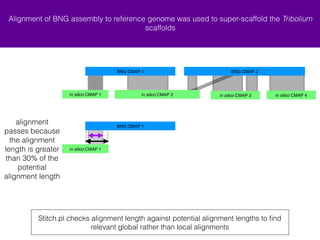 Alignment of BNG assembly to reference genome was used to super-scaffold the Tribolium 
scaffolds 
BNG CMAP 1 BNG CMAP 2 
+ in silico CMAP 1 + in silico CMAP 4 
+ in silico CMAP 2 - in silico CMAP 3 
BNG CMAP 1 
+ in silico CMAP 1 
Stitch.pl checks alignment length against potential alignment lengths to find 
relevant global rather than local alignments 
alignment 
passes because 
the alignment 
length is greater 
than 30% of the 
potential 
alignment length 
 