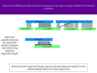 Alignment of BNG assembly to reference genome was used to super-scaffold the Tribolium 
BNG CMAP 1 BNG CMAP 2 
+ in silico CMAP 1 + in silico CMAP 4 
+ in silico CMAP 2 - in silico CMAP 3 
BNG CMAP 1 
scaffolds 
+ in silico CMAP 2 
Stitch.pl checks alignment length against potential alignment lengths to find 
relevant global rather than local alignments 
alignment 
passes because 
the alignment 
length is greater 
than 30% of the 
potential 
alignment length 
 