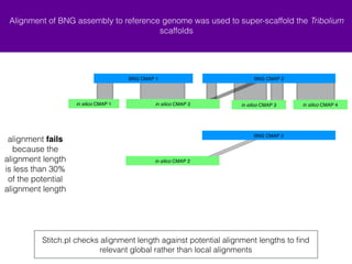 Alignment of BNG assembly to reference genome was used to super-scaffold the Tribolium 
scaffolds 
BNG CMAP 1 BNG CMAP 2 
+ in silico CMAP 1 + in silico CMAP 4 
+ in silico CMAP 2 - in silico CMAP 3 
- in silico CMAP 2 
BNG CMAP 2 
Stitch.pl checks alignment length against potential alignment lengths to find 
relevant global rather than local alignments 
alignment fails 
because the 
alignment length 
is less than 30% 
of the potential 
alignment length 
 