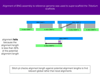 Alignment of BNG assembly to reference genome was used to super-scaffold the Tribolium 
scaffolds 
BNG CMAP 1 BNG CMAP 2 
+ in silico CMAP 1 + in silico CMAP 4 
+ in silico CMAP 2 - in silico CMAP 3 
+ in silico CMAP 2 
BNG CMAP 2 
Stitch.pl checks alignment length against potential alignment lengths to find 
relevant global rather than local alignments 
alignment fails 
because the 
alignment length 
is less than 30% 
of the potential 
alignment length 
 