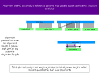 Alignment of BNG assembly to reference genome was used to super-scaffold the Tribolium 
scaffolds 
BNG CMAP 1 BNG CMAP 2 
+ in silico CMAP 1 + in silico CMAP 4 
+ in silico CMAP 2 - in silico CMAP 3 
BNG CMAP 2 
Stitch.pl checks alignment length against potential alignment lengths to find 
relevant global rather than local alignments 
alignment 
passes because 
the alignment 
length is greater 
than 30% of the 
potential 
alignment length 
- in silico CMAP 3 
 