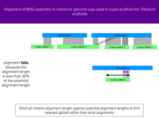 Alignment of BNG assembly to reference genome was used to super-scaffold the Tribolium 
BNG CMAP 1 BNG CMAP 2 
+ in silico CMAP 1 + in silico CMAP 4 
+ in silico CMAP 2 - in silico CMAP 3 
BNG CMAP 2 
scaffolds 
Stitch.pl checks alignment length against potential alignment lengths to find 
relevant global rather than local alignments 
alignment fails 
because the 
alignment length 
is less than 30% 
of the potential 
alignment length 
- in silico CMAP 3 
 