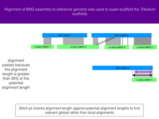 Alignment of BNG assembly to reference genome was used to super-scaffold the Tribolium 
BNG CMAP 1 BNG CMAP 2 
+ in silico CMAP 1 + in silico CMAP 4 
+ in silico CMAP 2 - in silico CMAP 3 
BNG CMAP 2 
scaffolds 
Stitch.pl checks alignment length against potential alignment lengths to find 
relevant global rather than local alignments 
alignment 
passes because 
the alignment 
length is greater 
than 30% of the 
potential 
alignment length 
+ in silico CMAP 4 
 