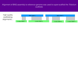 Alignment of BNG assembly to reference genome was used to super-scaffold the Tribolium 
scaffolds 
BNG CMAP 1 BNG CMAP 2 
+ in silico CMAP 2 - in silico CMAP 3 
+ in silico CMAP 4 
high quality 
scaffolding 
alignments... 
+ in silico CMAP 1 
 