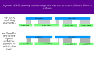 Alignment of BNG assembly to reference genome was used to super-scaffold the Tribolium 
scaffolds 
are filtered for 
longest and 
highest 
confidence 
alignment for 
each in silico 
CMAP 
BNG CMAP 1 BNG CMAP 2 
+ in silico CMAP 2 - in silico CMAP 3 
BNG CMAP 1 BNG CMAP 2 
+ in silico CMAP 2 - in silico CMAP 3 
+ in silico CMAP 4 
+ in silico CMAP 1 + in silico CMAP 4 
high quality 
scaffolding 
alignments... 
+ in silico CMAP 1 
 