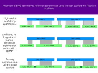 Alignment of BNG assembly to reference genome was used to super-scaffold the Tribolium 
scaffolds 
are filtered for 
longest and 
highest 
confidence 
alignment for 
each in silico 
CMAP 
Passing 
alignments are 
used to super 
scaffold 
BNG CMAP 1 BNG CMAP 2 
+ in silico CMAP 2 - in silico CMAP 3 
BNG CMAP 1 BNG CMAP 2 
+ in silico CMAP 2 - in silico CMAP 3 
+ in silico CMAP 4 
+ in silico CMAP 1 + in silico CMAP 4 
BNG CMAP 1 BNG CMAP 2 
+ in silico CMAP 2 - in silico CMAP 3 
+ in silico CMAP 1 + in silico CMAP 4 
high quality 
scaffolding 
alignments... 
+ in silico CMAP 1 
 